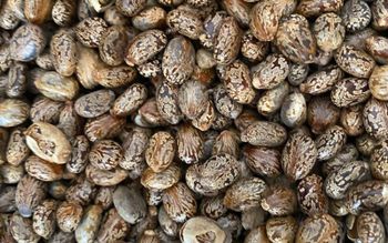Castor Seeds Origin India Purity 98% – 99% Moisture Max 7-8% Oil Content 47-50% Color Brownish To Greyish Application Pharmaceuticals, Cosmetics, Lubricants, Industrial - Khedutvanshi Enterprises - India